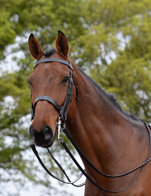 Kincade Show Weymouth Bridle (Brown)