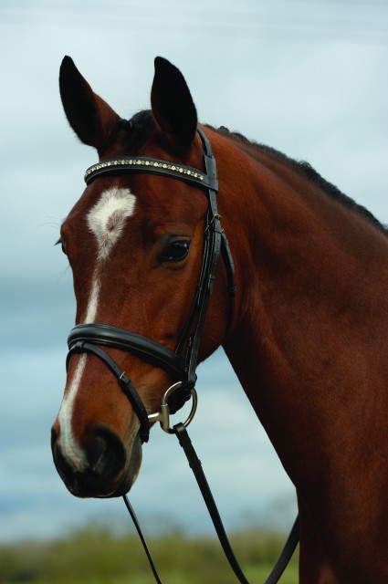 Kincade Padded Crystal Crank Flash Bridle (Brown)