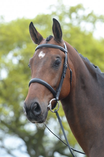 Kincade Raised Cavesson Bridle (Black)