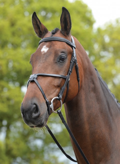 Kincade Grackle Bridle (Black)