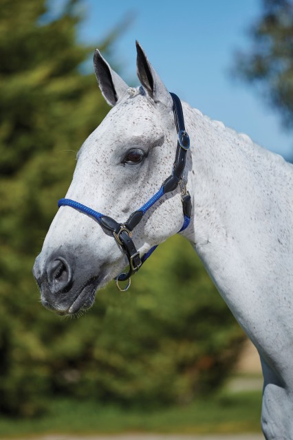 Kincade Leather Rope Headcollar (Blue/Black)