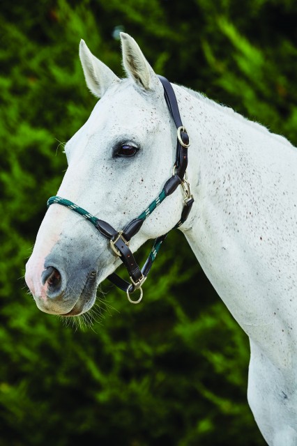 Kincade Leather Rope Headcollar (Hunter Green/Brown)