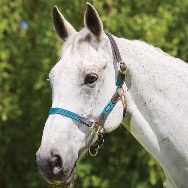 Kincade Leather Web Headcollar (Hunter Green/Brown)