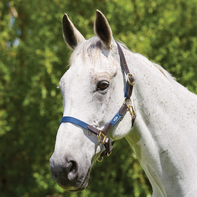 Kincade Leather Web Headcollar (Navy/Brown)