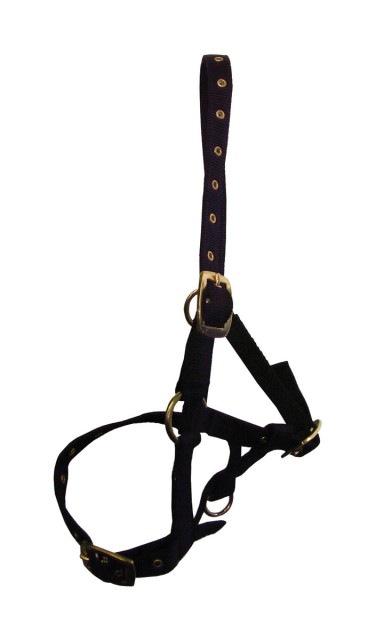 Hy Foal Head Collar (Black)