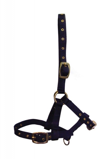 Hy Foal Head Collar (Navy)