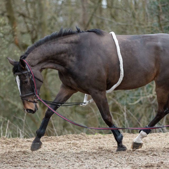 Mark Todd Lunging Aid (Cream)