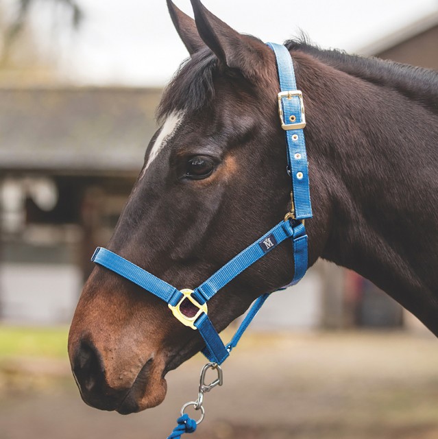 Mark Todd Turnout Safety Headcollar (Royal)